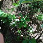 phoca_thumb_m_vp- 4. den  131 Fotogalerie